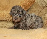 Bubbles AKC brown merle, a male Poodle - Toy  for sale in San Antonio, TX – 1 of 10