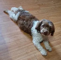 Conchita, a female Havanese for sale in San Antonio, TX – 1 of 4