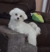 Apricot parti Pippin, a male Maltipoo for sale in San Antonio, TX – 5 of 6