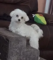 Girl 1, a female Maltipoo for sale in San Antonio, TX – 5 of 6