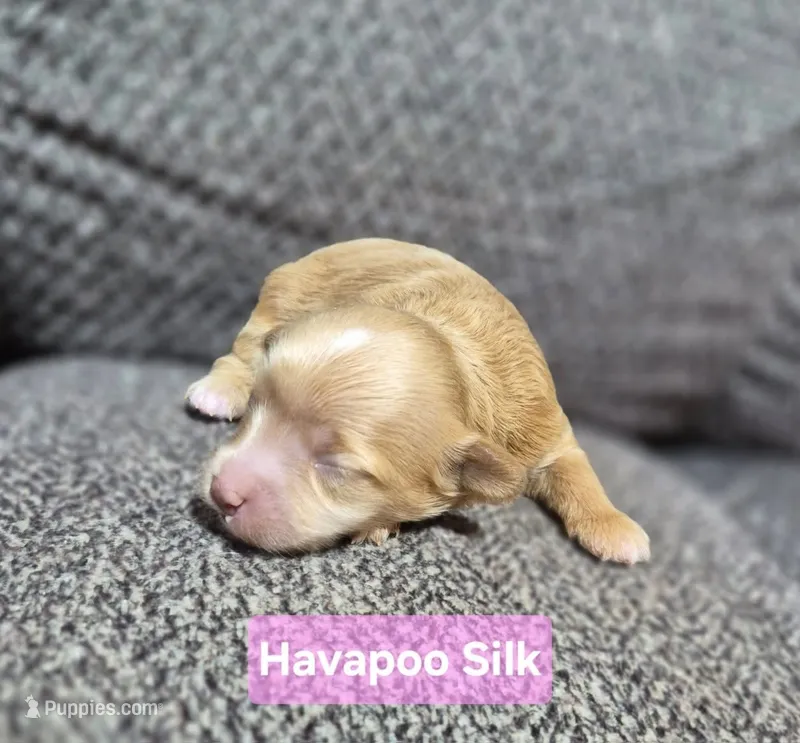 Silk – Havapoo puppy for sale in San Antonio, TX