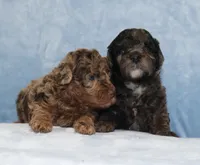 Beauty AKC merle, a female Poodle - Miniature  for sale in San Antonio, TX – 3 of 6