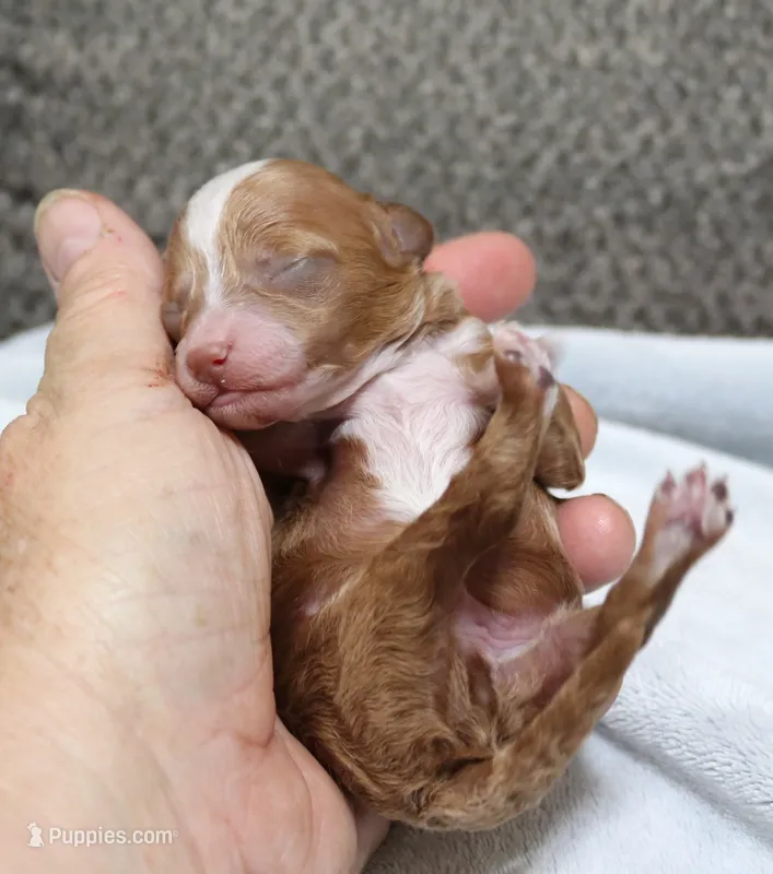 AKC Sparkie – Poodle - Toy  puppy for sale in San Antonio, TX
