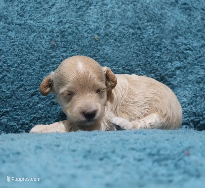 Lace – Havapoo puppy for sale in San Antonio, TX