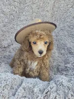Blaze AKC red/white, a male Poodle - Miniature  for sale in San Antonio, TX – 5 of 8