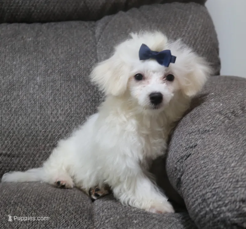 Charlie (AKC) – Maltese puppy for sale in San Antonio, TX