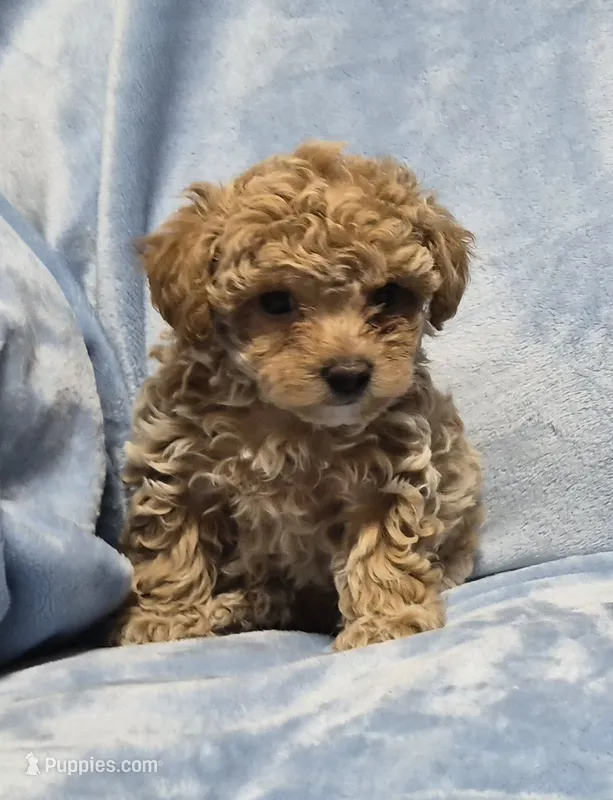 Superman - AKC small toy – Poodle - Toy  puppy for sale in San Antonio, TX