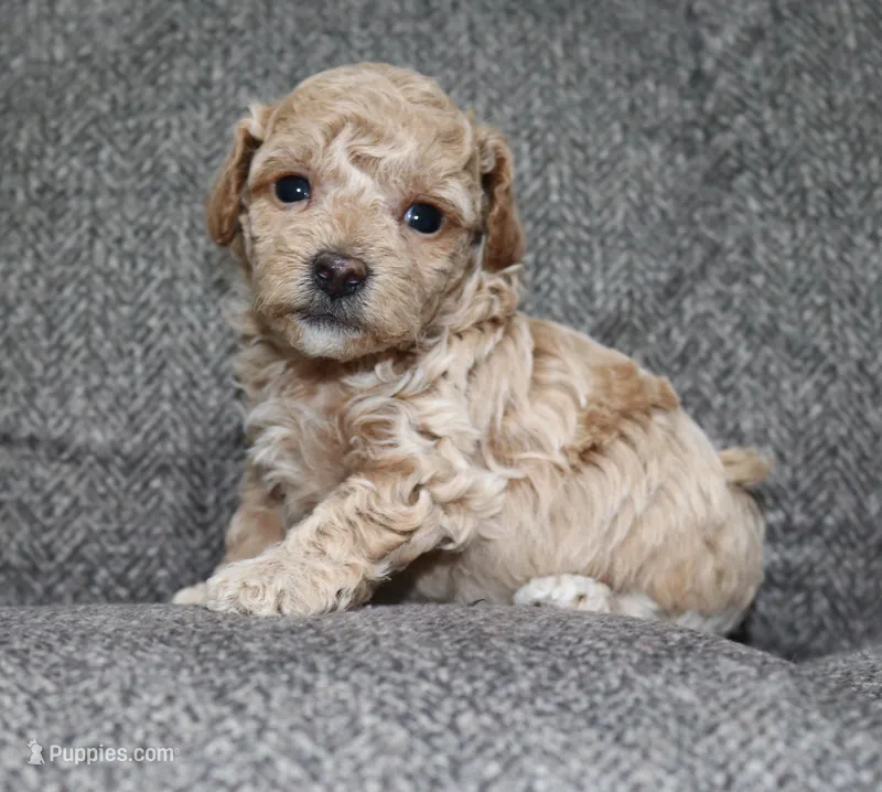 Superman - AKC small toy – Poodle - Toy  puppy for sale in San Antonio, TX