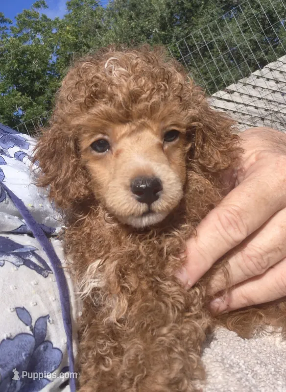 Blaze AKC – Poodle - Miniature  puppy for sale in San Antonio, TX