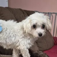 AKC Fluffy (White fluffy thang), a male Maltese for sale in San Antonio, TX – 3 of 5
