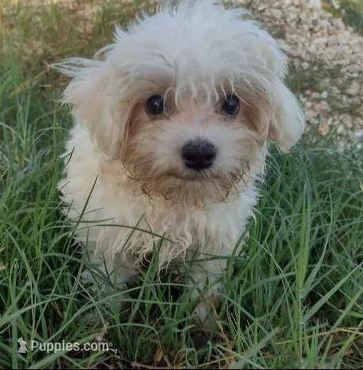 Chico (AKC), a male Maltese for sale in San Antonio, TX – Photo 6 of 6