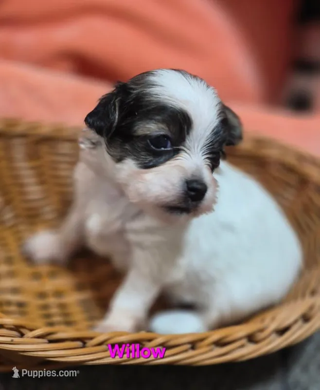 Tiny tricolor Willow – Maltipoo puppy on hold in San Antonio, TX