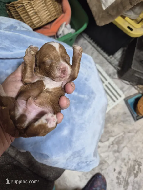 Spiderman - AKC tiny toy – Poodle - Toy  puppy for sale in San Antonio, TX