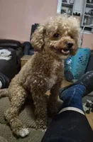 AKC Copper dark red, a male Poodle - Toy  for sale in San Antonio, TX – 8 of 9