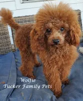 Calico, a female Havapoo for sale in San Antonio, TX – 3 of 4