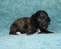Satin, a female Havanese and Poodle - Toy  for sale in San Antonio, TX – 1 of 6