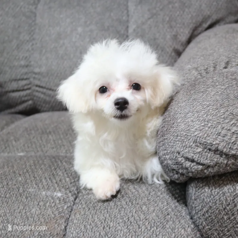 Charlie (AKC) – Maltese puppy for sale in San Antonio, TX