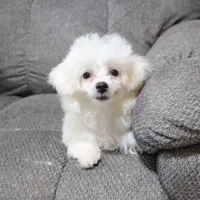 Charlie (AKC), a male Maltese for sale in San Antonio, TX – 3 of 8