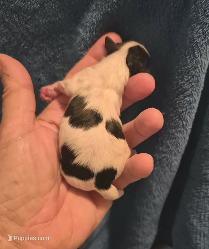 Girl 1 – Maltipoo puppy for sale in San Antonio, TX