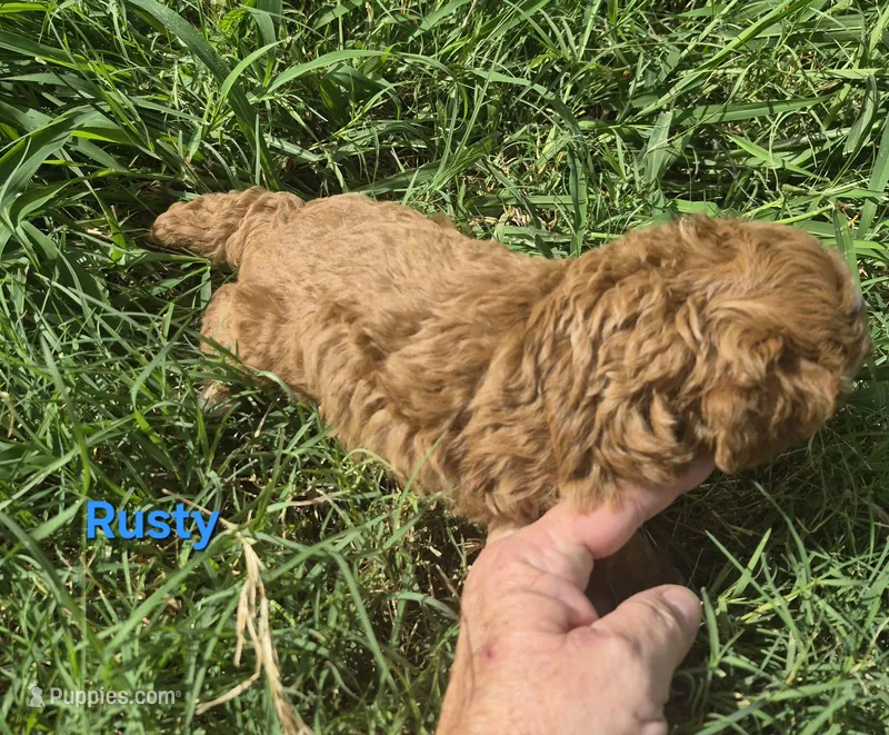 AKC Rusty – Poodle - Toy  puppy for sale in San Antonio, TX
