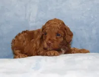 Benny, AKC dark red, a male Poodle - Miniature  for sale in San Antonio, TX – 1 of 5