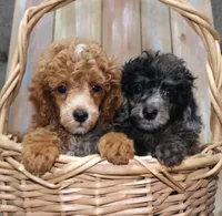 Beauty AKC merle, a female Poodle - Miniature  for sale in San Antonio, TX – 5 of 8