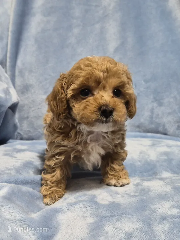 Spiderman - AKC tiny toy – Poodle - Toy  puppy for sale in San Antonio, TX