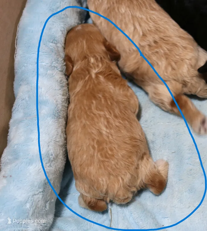 Spiderman - AKC tiny toy – Poodle - Toy  puppy for sale in San Antonio, TX