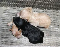Superman - AKC small toy, a male Poodle - Toy  for sale in San Antonio, TX – 2 of 4