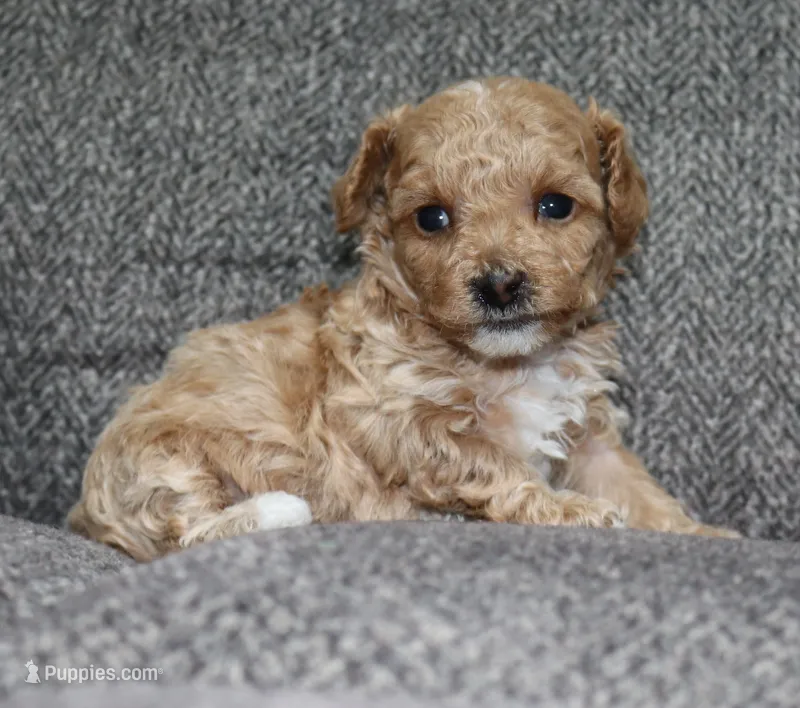 Spiderman - AKC tiny toy – Poodle - Toy  puppy for sale in San Antonio, TX