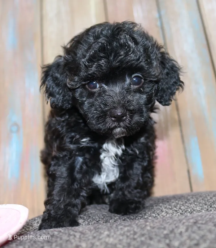 Toy Satin – Havanese, Poodle - Toy  puppy for sale in San Antonio, TX
