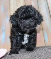 Toy havapoo Satin, a female Havanese and Poodle - Toy  for sale in San Antonio, TX – 1 of 7