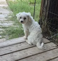 AKC Fluffy (White fluffy thang), a male Maltese for sale in San Antonio, TX – 2 of 5