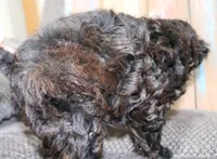 Toy Velvet, a female Havapoo for sale in San Antonio, TX – 3 of 7