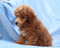 Blaze AKC red/white, a male Poodle - Miniature  for sale in San Antonio, TX – 1 of 8