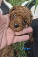 AKC Copper dark red, a male Poodle - Toy  for sale in San Antonio, TX – 2 of 9
