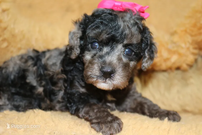 Beauty AKC merle – Poodle - Miniature  puppy for sale in San Antonio, TX