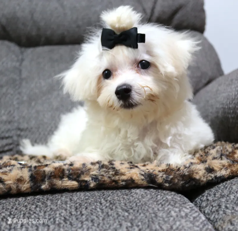 Charlie (AKC) – Maltese puppy for sale in San Antonio, TX
