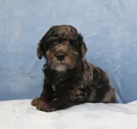 Beauty AKC merle, a female Poodle - Miniature  for sale in San Antonio, TX – 2 of 6