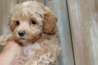 Toy Calico, a female Havapoo for sale in San Antonio, TX – 4 of 7