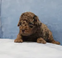Bubbles AKC brown merle, a male Poodle - Miniature  for sale in San Antonio, TX – 4 of 6