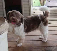 Conchita, a female Havanese for sale in San Antonio, TX – 4 of 4