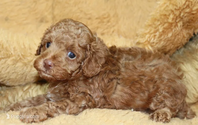 Benny, AKC dark red – Poodle - Toy  puppy on hold in San Antonio, TX