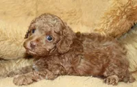 Benny, AKC dark red, a male Poodle - Toy  for sale in San Antonio, TX – 1 of 8