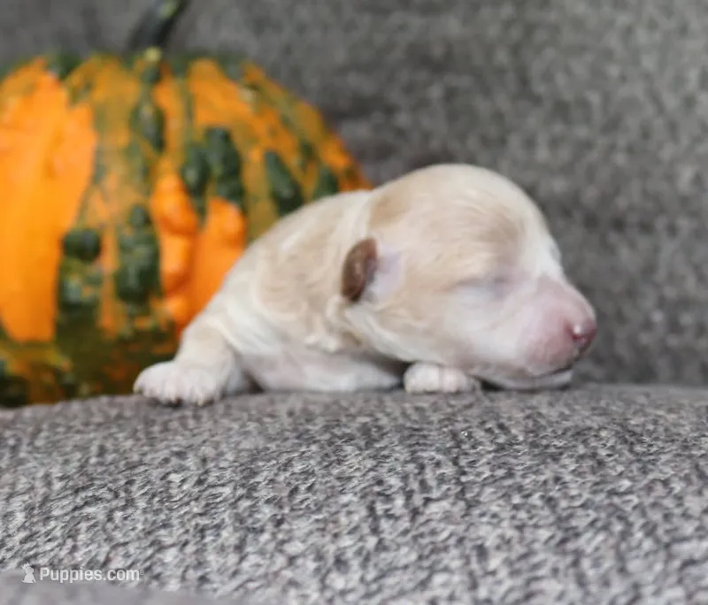 Superman - AKC small toy – Poodle - Toy  puppy for sale in San Antonio, TX
