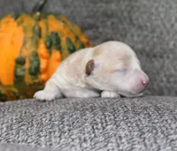 Superman - AKC small toy, a male Poodle - Toy  for sale in San Antonio, TX – 1 of 4