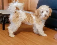 Velvet, a female Havapoo for sale in San Antonio, TX – 3 of 4