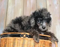 Beauty AKC merle, a female Poodle - Miniature  for sale in San Antonio, TX – 3 of 8