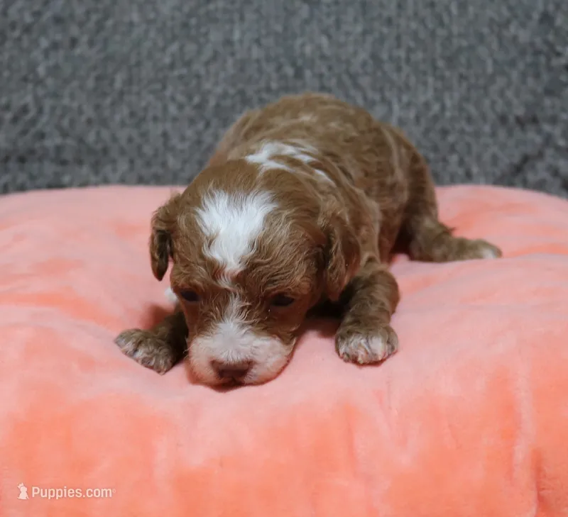 AKC Sparkie – Poodle - Toy  puppy for sale in San Antonio, TX