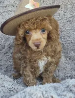 Benny, AKC red, a male Poodle - Toy  for sale in San Antonio, TX – 4 of 9